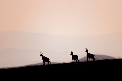 Steppes pastel (Série limitée : Best-OFF)